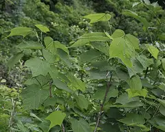 박쥐나무