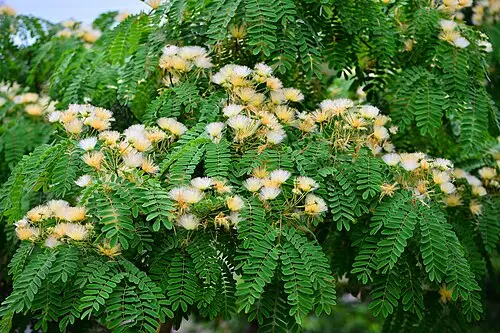 왕자귀나무 (Albizia kalkora)
