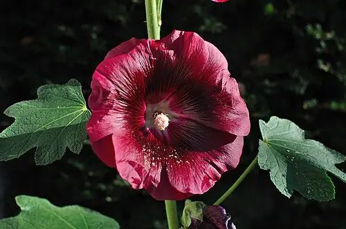 접시꽃 (Alcea rosea)