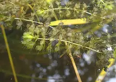 벌레먹이말