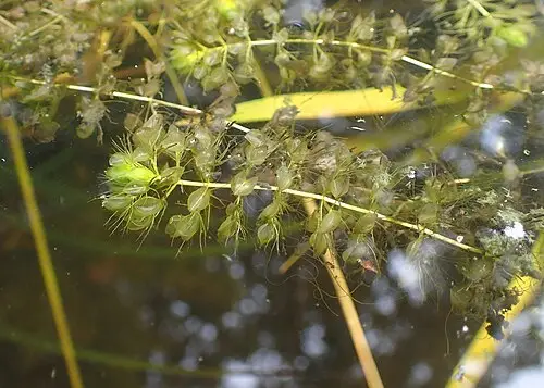 벌레먹이말 (Aldrovanda vesiculosa)