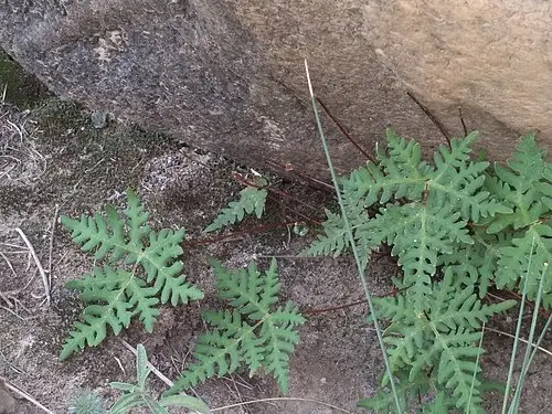 부싯깃고사리 (Aleuritopteris argentea)