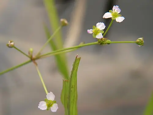 택사 (Alisma canaliculatum)