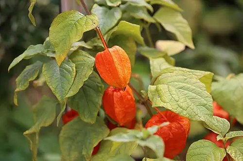 꽈리 (Alkekengi officinarum)