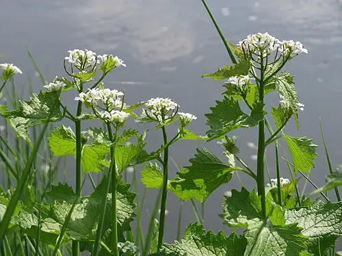 마늘냉이 (Alliaria petiolata)