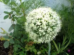 양파