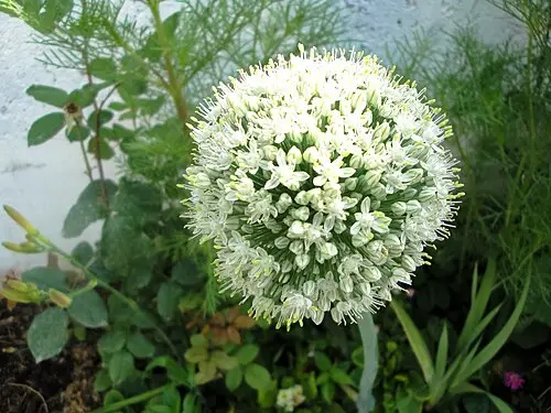 양파 (Allium cepa)