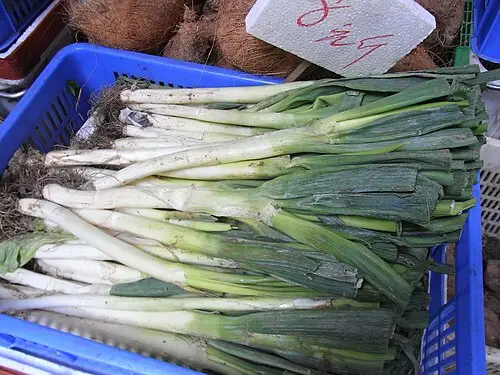 파 (Allium fistulosum)