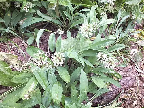 산마늘 (Allium microdictyon)
