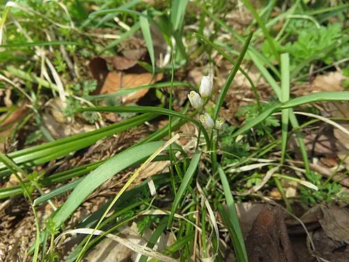 달래 (Allium monanthum)