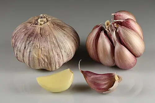 마늘 (Allium sativum)