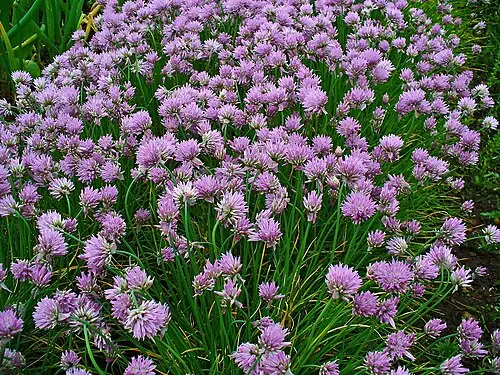차이브 (Allium schoenoprasum)