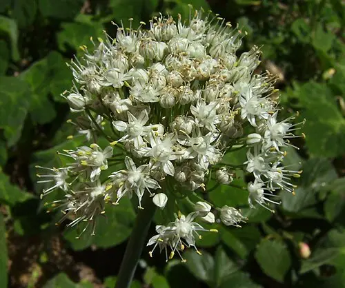 부추 (Allium tuberosum)
