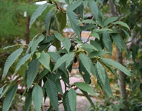사방오리 (Alnus firma)