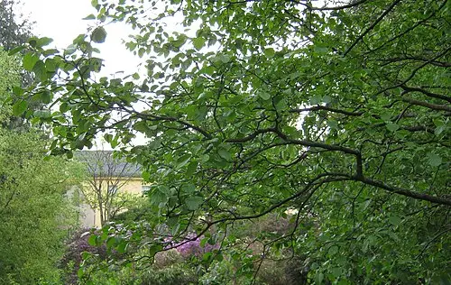 물오리나무 (Alnus hirsuta)