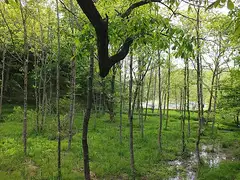 오리나무