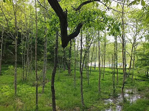 오리나무 (Alnus japonica)