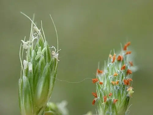 뚝새풀 (Alopecurus aequalis)
