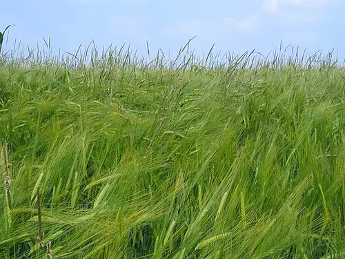 쥐꼬리뚝새풀 (Alopecurus myosuroides)
