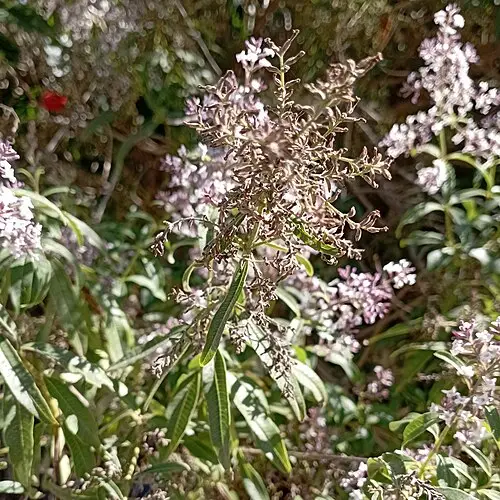 레몬버베나 (Aloysia citrodora)