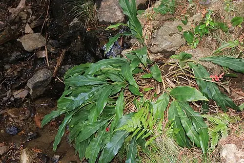 꽃양하 (Alpinia japonica)