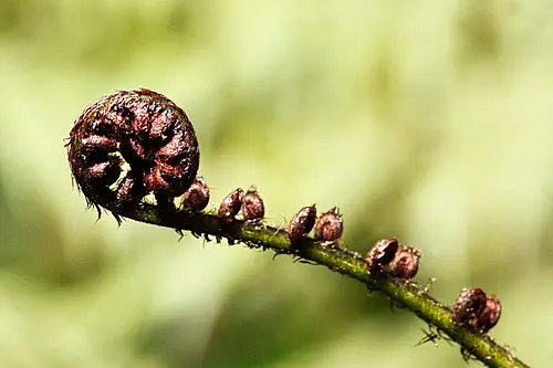 은빛나무고사리 (Alsophila dealbata)