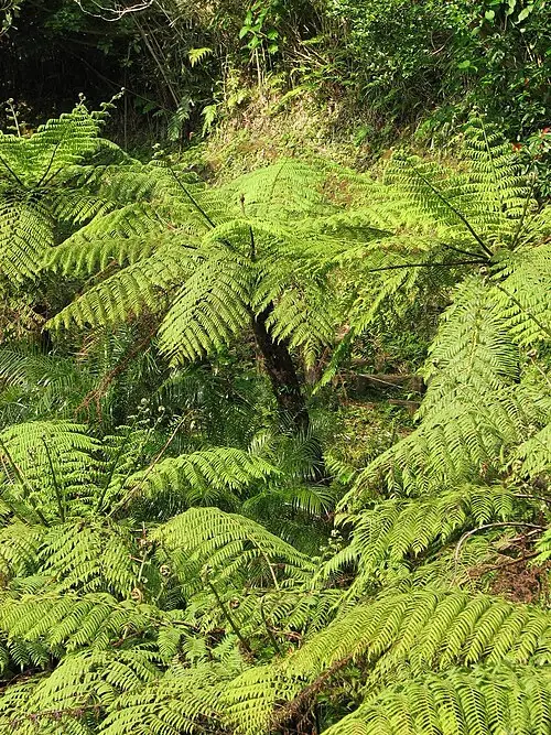 가시나무고사리 (Alsophila spinulosa)