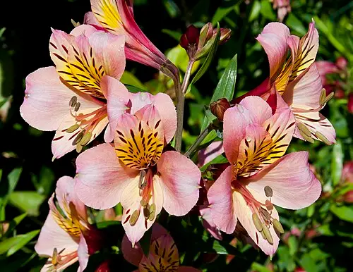 알스트로메리아 (Alstroemeria aurea)