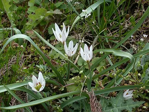 산자고 (Amana edulis)