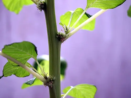 색비름 (Amaranthus tricolor)