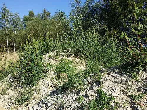 돼지풀 (Ambrosia artemisiifolia)