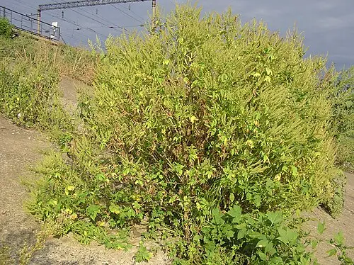 단풍잎돼지풀 (Ambrosia trifida)