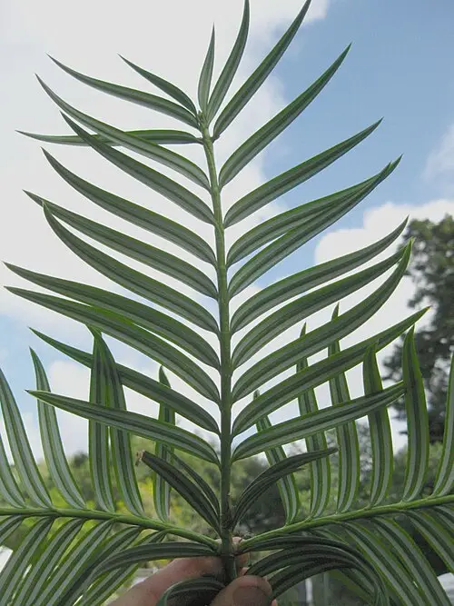 대만수화삼 (Amentotaxus formosana)