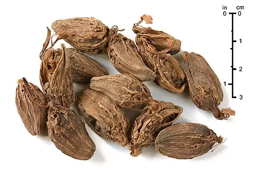 향두구 (Amomum subulatum)