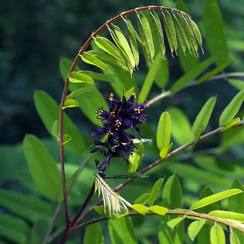 족제비싸리 (Amorpha fruticosa)