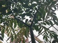 시체꽃