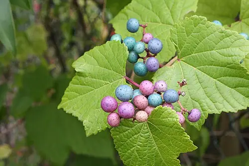 개머루 (Ampelopsis glandulosa)