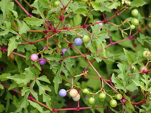 가회톱 (Ampelopsis japonica)