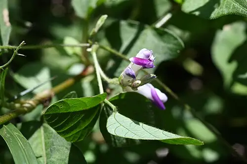 새콩 (Amphicarpaea edgeworthii)