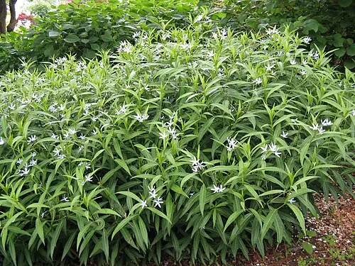 정향풀 (Amsonia elliptica)