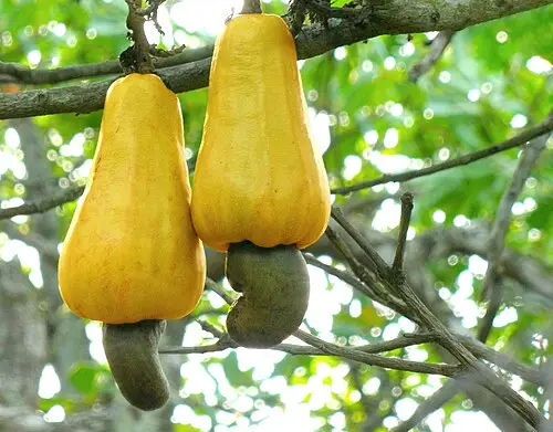 캐슈나무 (Anacardium occidentale)