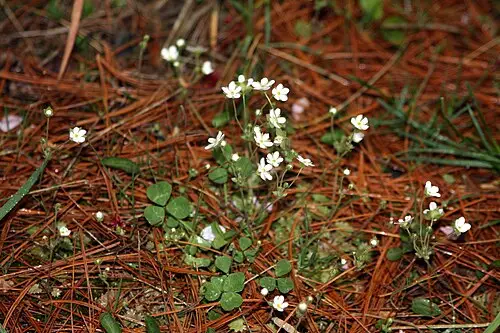 봄맞이꽃 (Androsace umbellata)