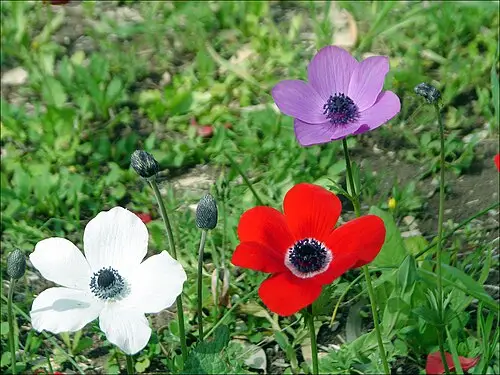 아네모네 (Anemone coronaria)