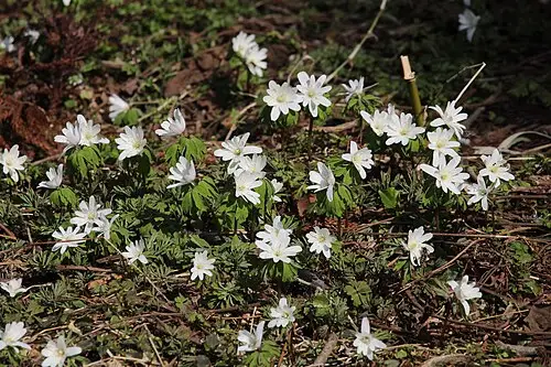 꿩의바람꽃 (Anemone raddeana)
