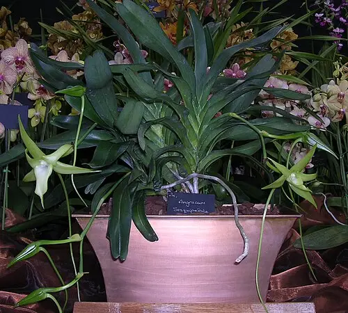 다윈난초 (Angraecum sesquipedale)