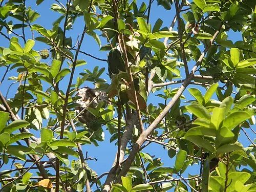 그라비올라 (Annona muricata)