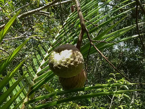 커스터드애플 (Annona reticulata)