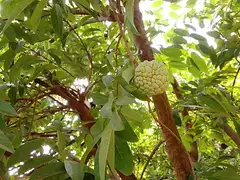 슈가애플