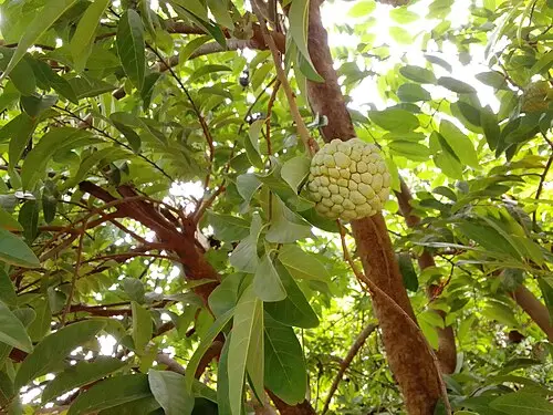 슈가애플 (Annona squamosa)