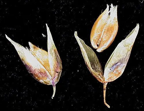 향모 (Anthoxanthum nitens)